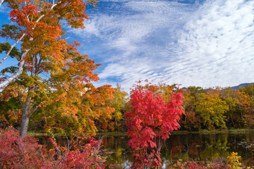 蓮池の紅葉