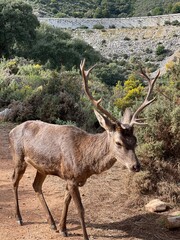 Ojen Protected Wild fare area , Malaga - Spain 