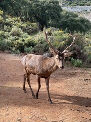 Ojen Protected Wild fare area , Malaga - Spain 