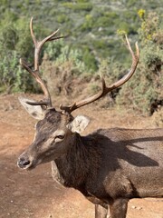 Ojen Protected Wild fare area , Malaga - Spain 