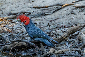 Gang-gang Cockatoo in Victoria Australia