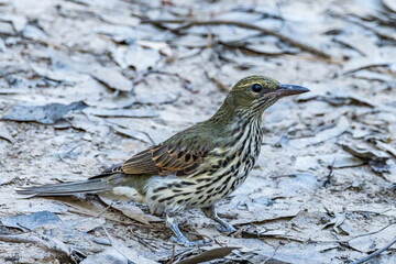 Olive-backed Oriole in Victoria Australia
