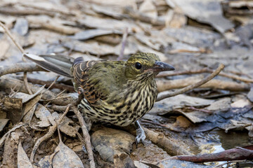 Olive-backed Oriole in Victoria Australia