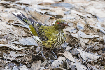 Olive-backed Oriole in Victoria Australia