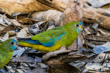 Turquoise Parrot in Victoria Australia