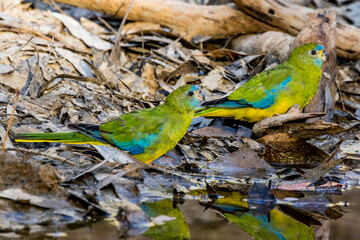 Turquoise Parrot in Victoria Australia