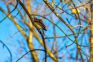 Sunrise Bird 2