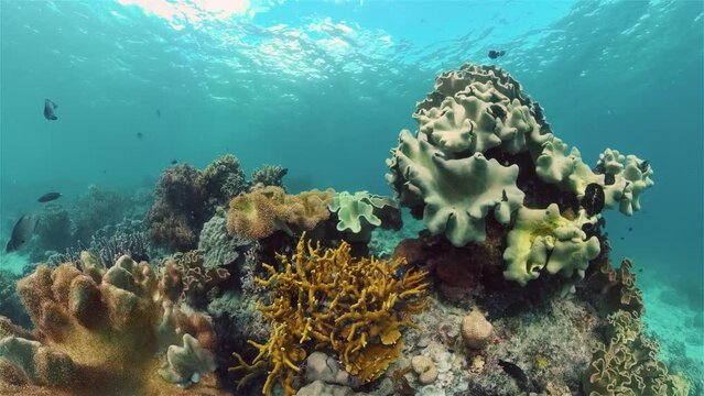 Tropical fishes and coral reef underwater. Hard and soft corals, underwater landscape. Travel vacation concept. Philippines.