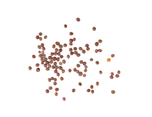 Fotobehang mustard seeds isolated on transparent png © supamas