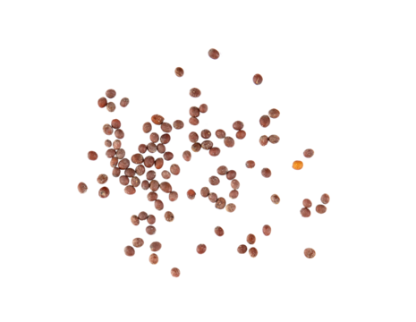 mustard seeds isolated on transparent png