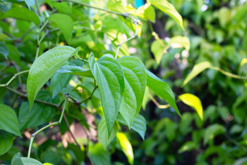 Green leaves of betel plant in the garden