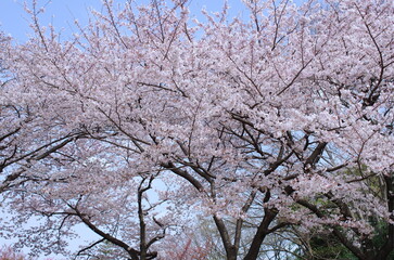 Cherry blossoms (Someiyoshino) : in full bloom