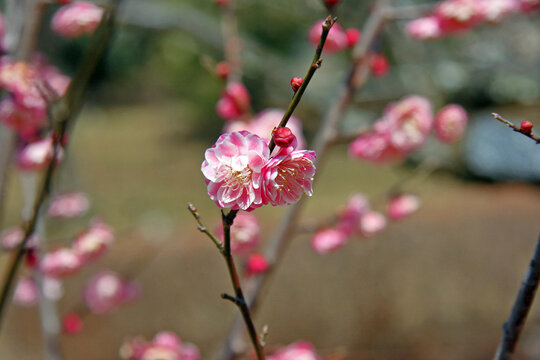 梅の花