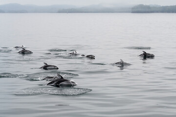 Pod of Pacific white sided dolphins (Lagenorhynchus obliquidens), Tofino, Vancouver Island, British...