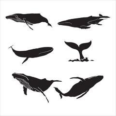 whale silhouette hand drawn collection
