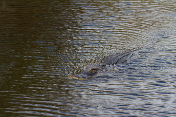An American alligator swimming in a lake, Florida, United States