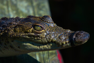 Close up of a crocodile