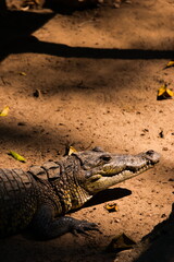Fototapeta premium Crocodile waiting for food