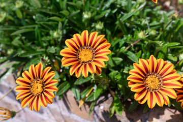Close-Up of Gazania New Day Red Stripe Flower in Orange