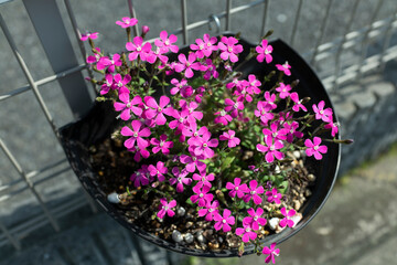 Close-Up of Pink Panther Silene Flowers in Shocking Pink Arrangement