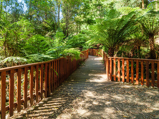 Tree Fern Walk