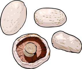 Mushroom png graphic clipart design