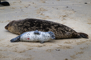 2023-02-21 A SPOTTED SEAL PUP LYING NEXT TO ITS MOTHER IN THE SAND AT THE CHILDRENS POOL