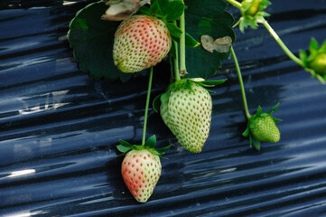Strawberry fruits in growth in garden