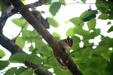 Squirrels in the Forest