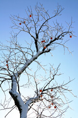 snow falls on persimmon tree