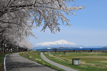 約300本の桜が1.5kmに渡り連なる 赤川の桜並木
