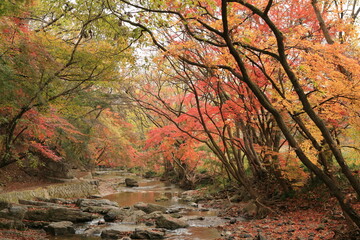 autumn in the woods