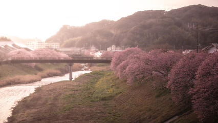 静岡県 みなみの桜と菜の花まつり