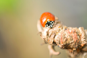 Ladybird , ladybug , on a plant , in the garden 