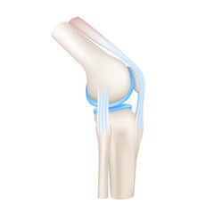 Knee joint with healthy cartilage side. ฺBone human skeleton anatomy of the body. Medical health care science concept. Realistic 3D File PNG. - obrazy, fototapety, plakaty