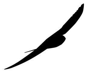 Flying of the Swallows, Martins, and Saw wings, or Hirundinidae Bird Silhouette for Logo, Pictogram, Website, Art Illustration or Graphic Design Element. Vector Illustration