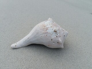 Light seashell on the beach