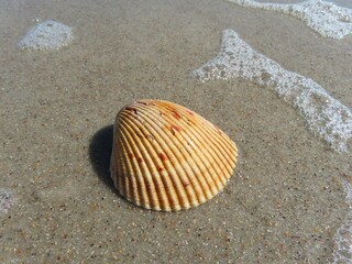 Closeup of beautiful beige seashell on Atlantic coast of North Florida