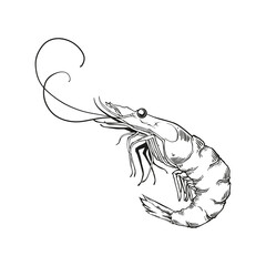 Large shrimp sketch, hand drawn prawn in engraved graphic style for fish menu restaurants and for packaging, vector