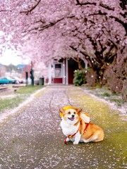 A dog under cherry blossom in spring