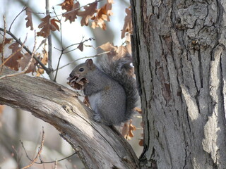 Squirrel holds onto leaves for its' nest while sitting on a branch of an Oak tree in Winter.