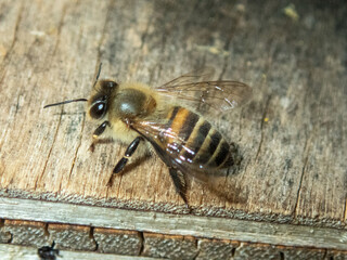 巣箱のニホンミツバチ