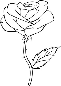 Sketch of rose. Flower illustration. Black outline on a white background. Coloring book for children.