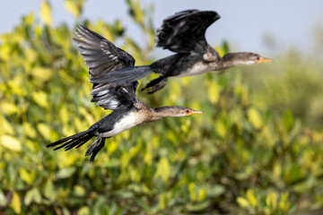 Zwei fliegende Riedscharben vor Mangroven im Somone Nationalpark im Senegal