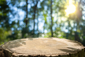 背景　森の切り株