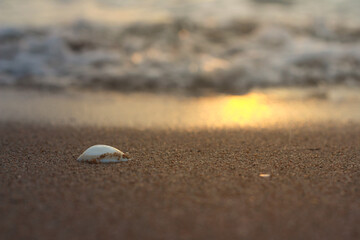 A white shell on the beach
