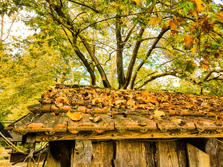 watermill and water friction in pili triklala greece autumn colors in platanus forest