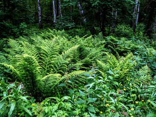 Naklejka na ściany i meble bracken thickets in a mixed forest in summer