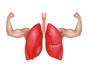 Strong healthy human lungs and powerful cardiovascular with arms showing strong muscles. Exercises...