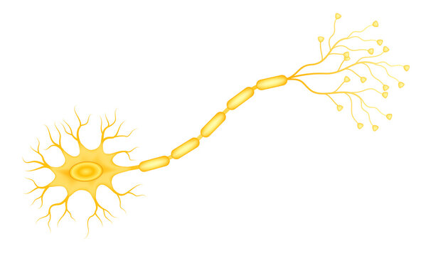 Anatomy of a typical human neuron. Medical concept. Realistic 3D file PNG
